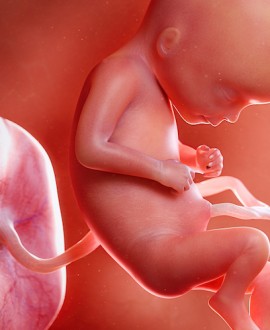 Placenta - životna podrška vašoj bebi