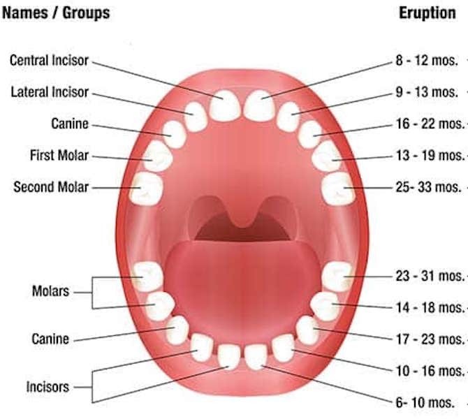 Vreme nicanja prvih zuba