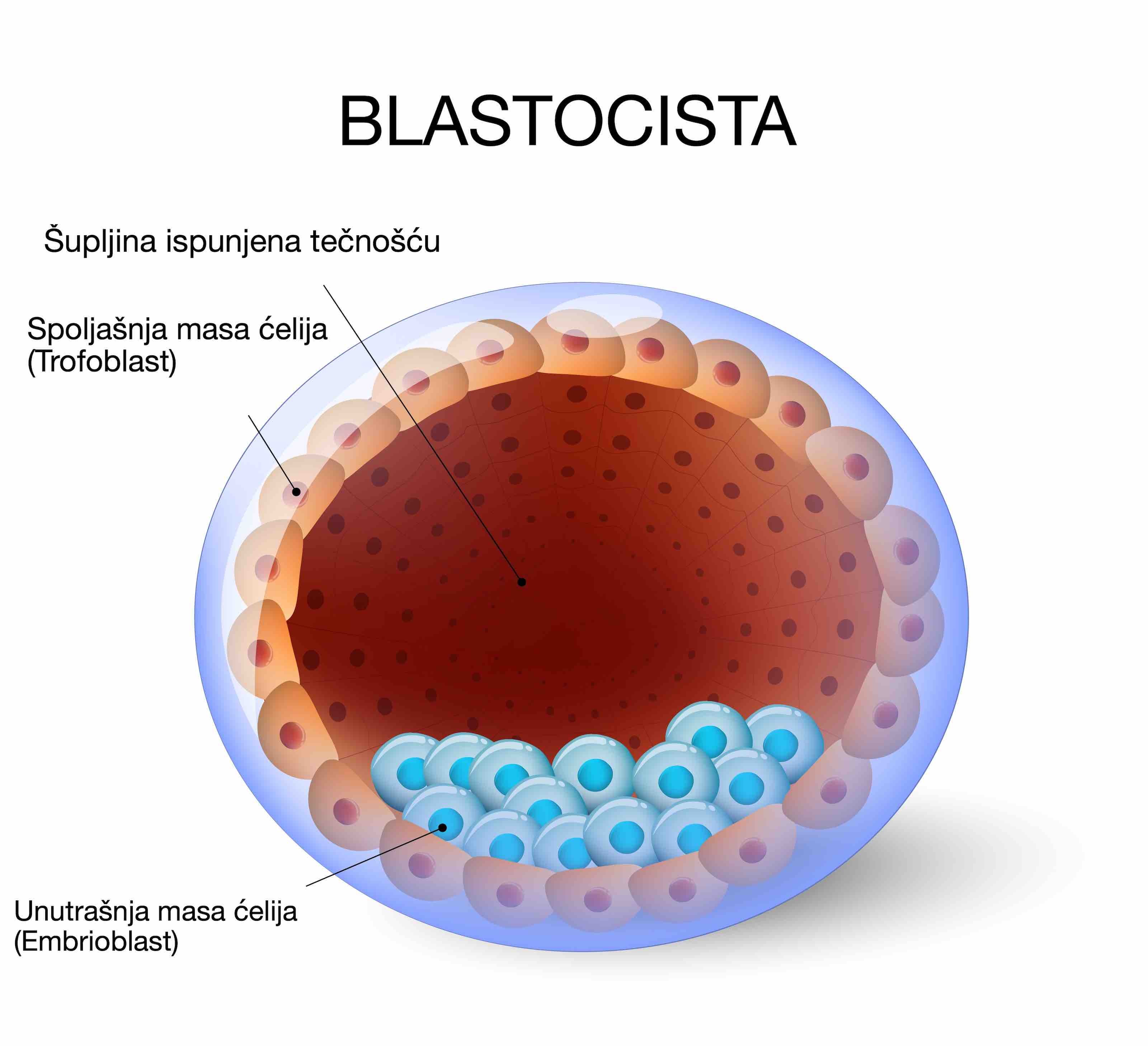 blastocista