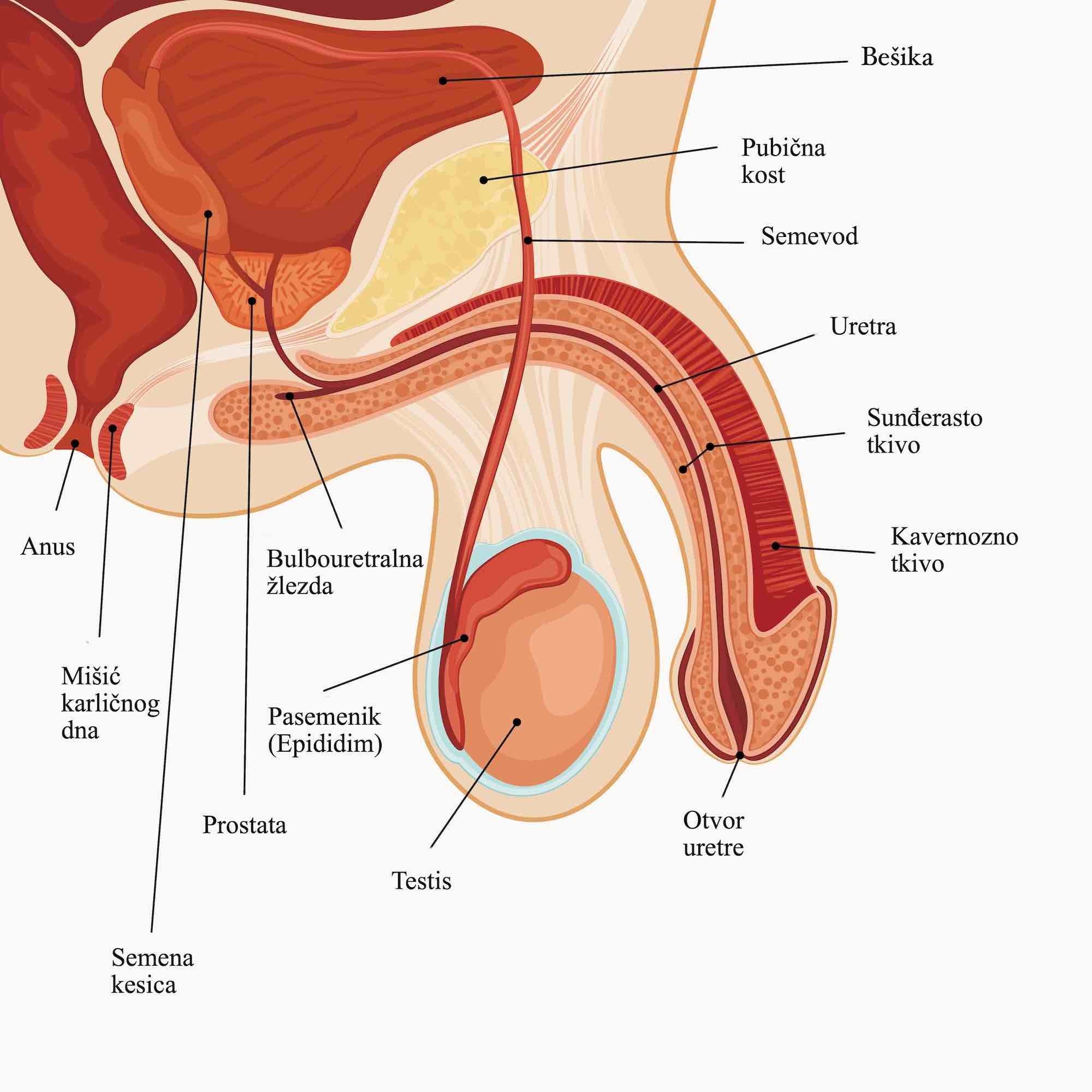 Anatomija muških polnih organa