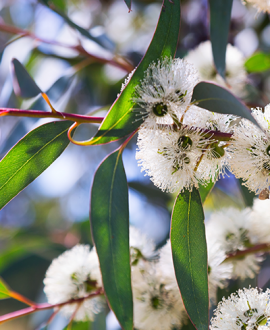 Eukaliptus je prirodni lek za prehladu