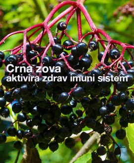 Crna zova u prevenciji i terapiji virusnih infekcija