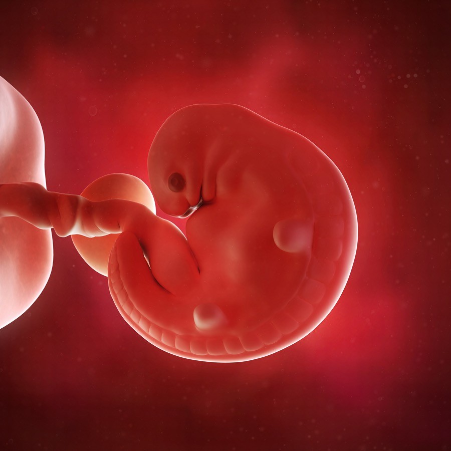 Embrion u 6. nedelji
