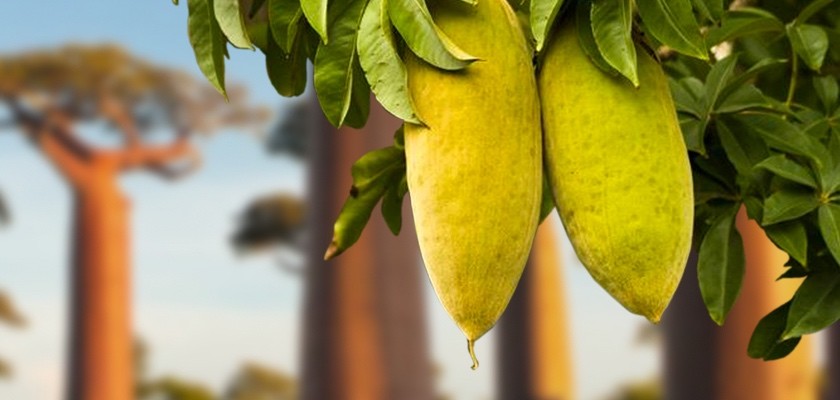 Baobab