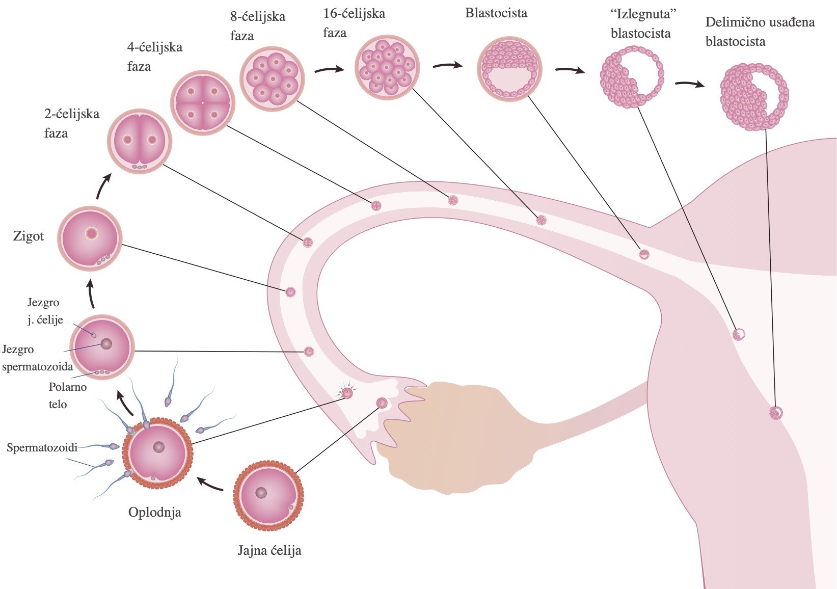 Oplodnja jajne ćelije i putovanje do materice