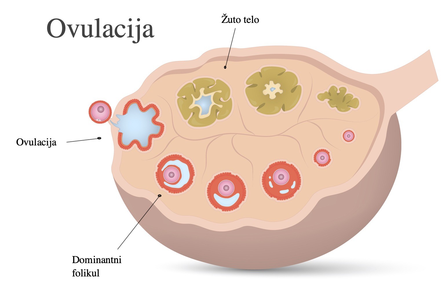 Rast folikula i ovulacija