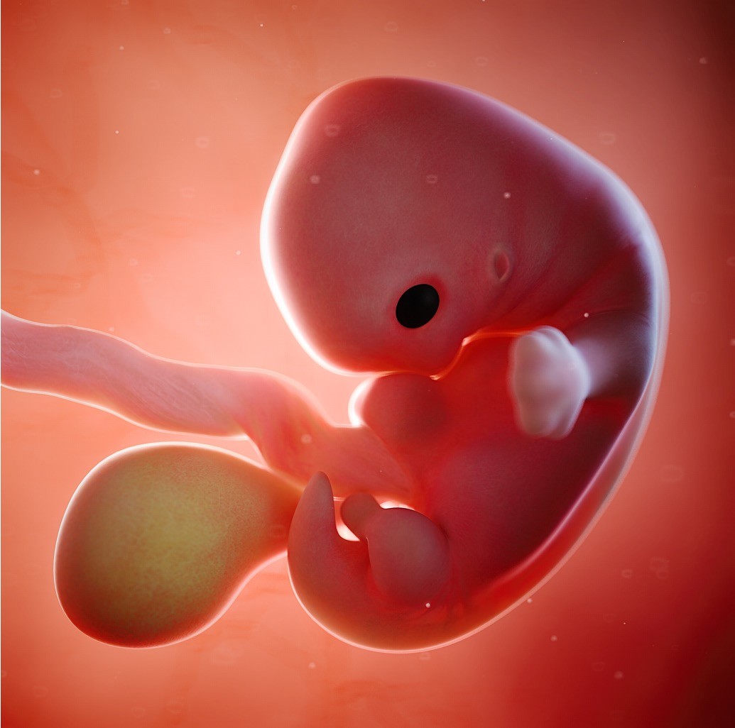 Embrion u 7. nedelji trudnoće