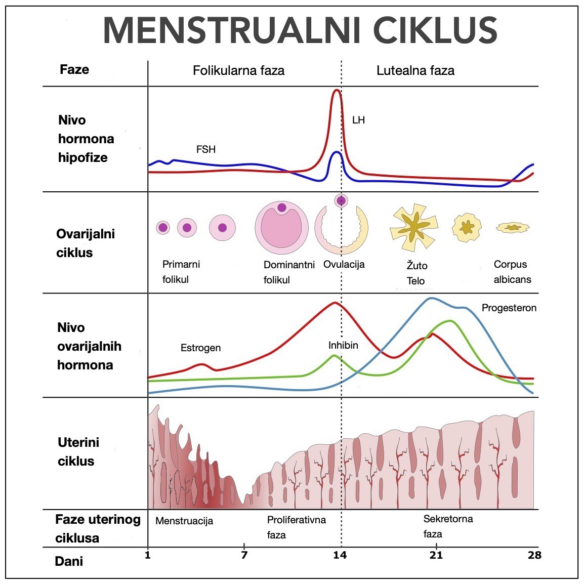 Faze menstrualnog ciklusa