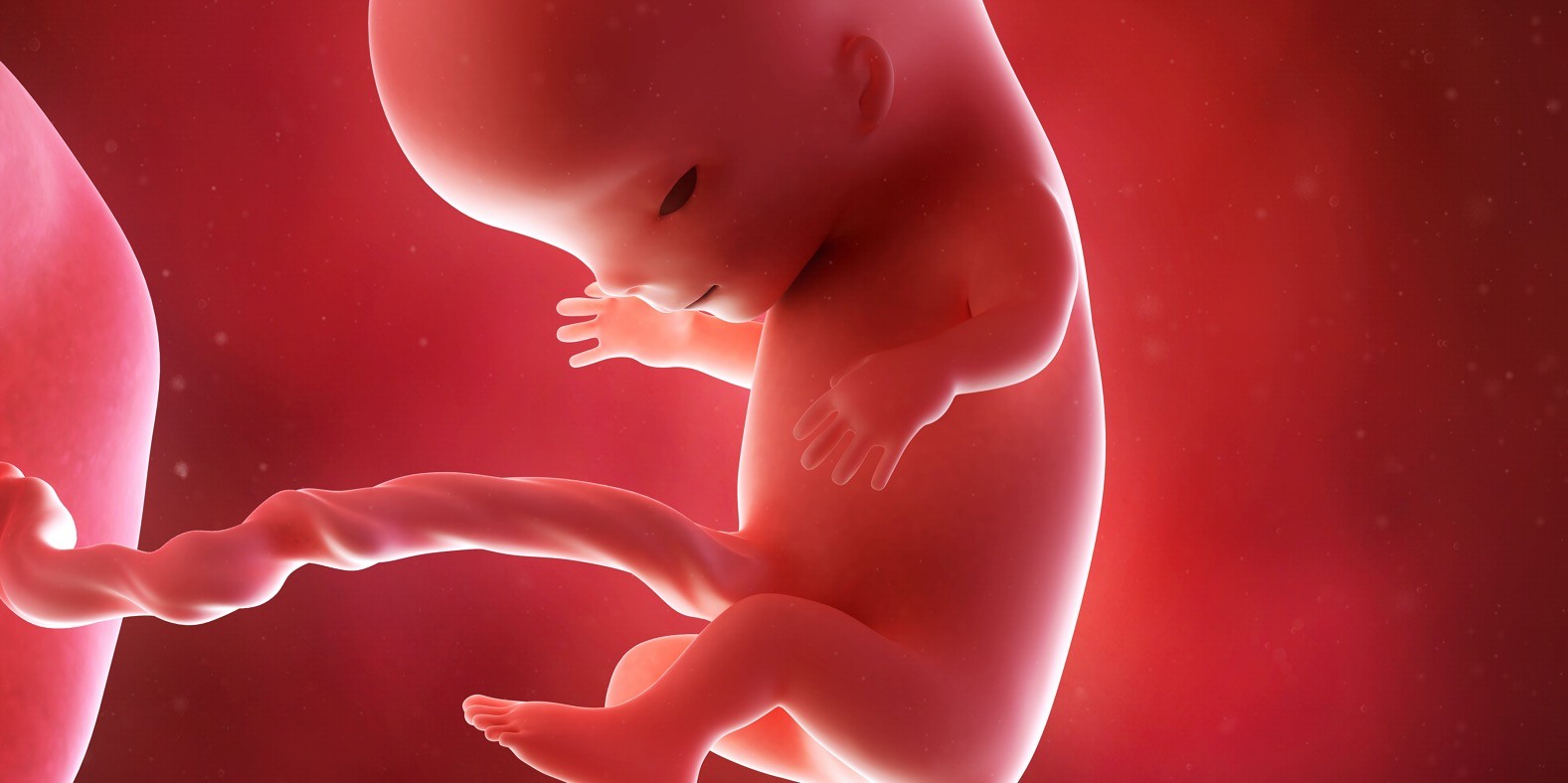 jedanaesta nedelja trudnoće