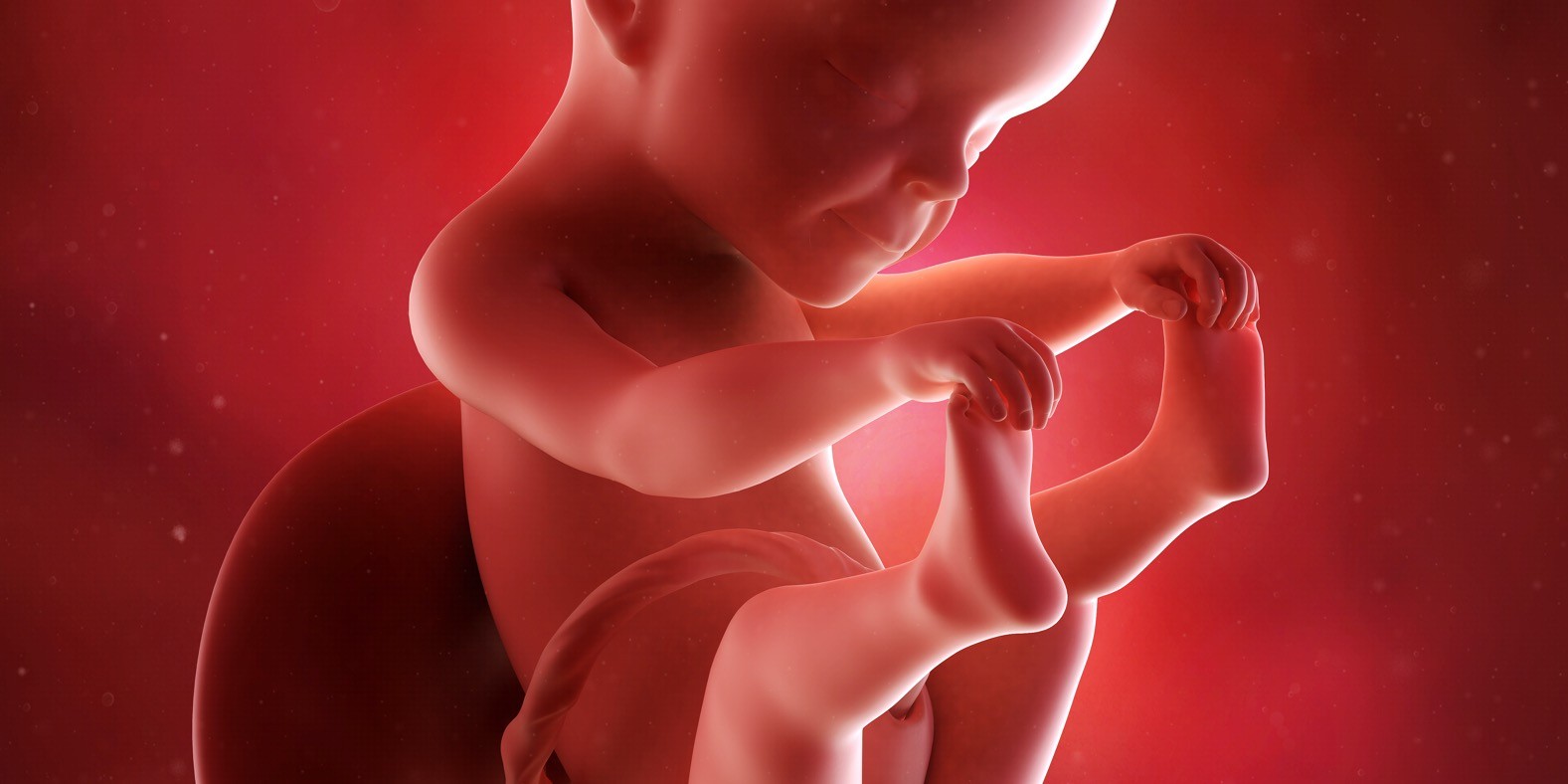 dvadesetpeta nedelja trudnoće