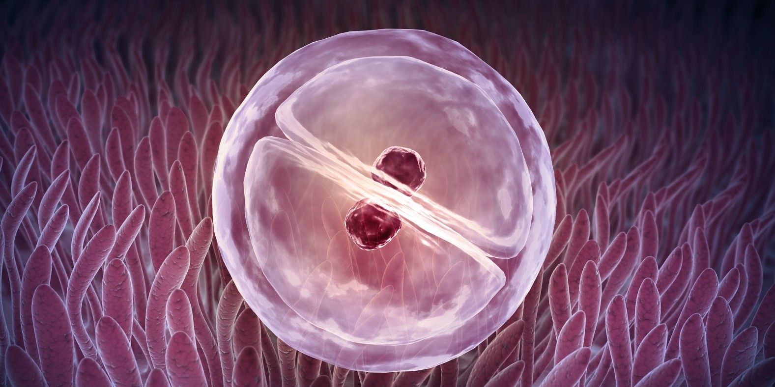 Četvrta nedelja trudnoće