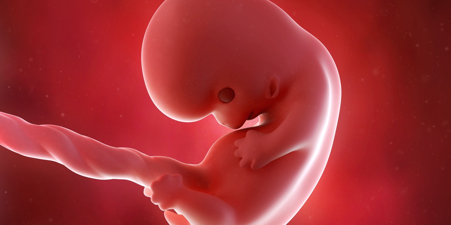 osma nedelja trudnoće