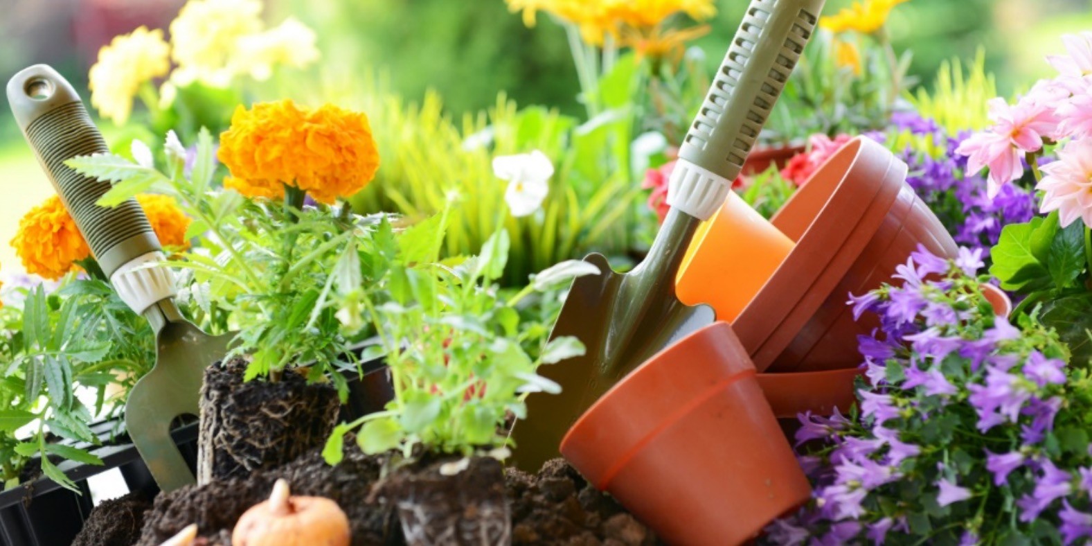 Na&scaron;i predlozi najlep&scaron;eg cveća za bujnu ba&scaron;tu ovog proleća