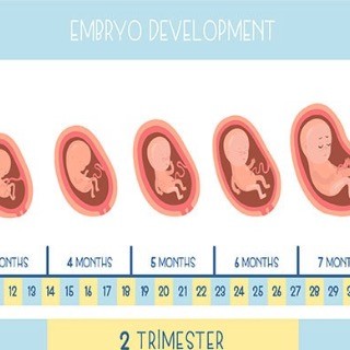 kalendar trudnoce.jpg